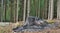 Charred stump of a large tree felled, South Bohemia