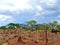 Charred stumps. Africa, Mozambique.