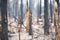 charred trees in aftermath of wildfire