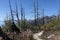 Charred trees after a forest fire in the alps. Leukerbad, Switzerland