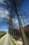 Charred trees after a forest fire, Wakefield, New Zealand