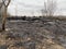 Charred trees and grass after a fire in the forest