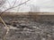 Charred trees and grass after a fire in the forest