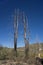 Charred Trees in National Forest