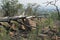 CHARRED TRUNK OF FALLEN TREE AFTER FIRE