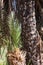 Charred trunk of a palm tree because of fungal attack