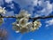 Charry flower tree on blue sky