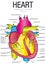 Chart of HEART Anterior view with parts name