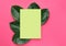 Chartreuse frame mockup with beautiful big green ficus leaves on cherry pink background. Organic cosmetics wellness spa body care