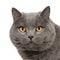 Chartreux (7 years)