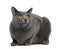 Chartreux cat, 20 months old