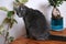 Chartreux cat with blue fur sitting on table near potted plants.