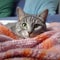 The Chartreux cat is curled up in a soft blanket on the bed