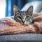 The Chartreux cat is curled up in a soft blanket on the bed