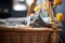 chartreux cat napping inside a cozy basket