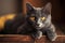 Chartreux cat - Originated in France