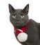 Chartreux cat wearing winter scarf, 3 years old