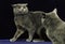 Chartreux Domestic Cat, Adults against Black Background, Defensive Posture