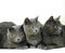 CHARTREUX DOMESTIC CAT, GROUP LAYING AGAINST WHITE BACKGROUND