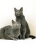 CHARTREUX DOMESTIC CAT, PAIR AGAINST WHITE BACKGROUND