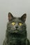 Chartreux Domestic Cat, Portait of Adult