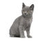 Chartreux Kitten