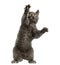 Chartreux kitten on hind legs, pawing up,