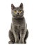 Chartreux kitten sitting, 6 months old,