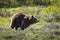 The chase! A grizzly bear sow defending her territory