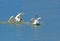 A chase on the water. A large and varied number of birds make lake Morton a home.