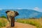 Chasing an Africal musth elephant in Pilanesberg national park