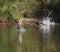 Chasing Dusky Moorhen