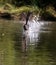 Chasing Dusky Moorhen