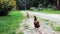 Chasing hens
