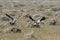 Chasing secretary birds