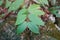 Chassalia curviflora Wall. Thwaites leaves.