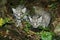 CHAT DE GEOFFROY oncifelis geoffroyi