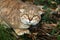 CHAT SAUVAGE D`AFRIQUE felis silvestris lybica