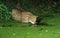 CHAT SAUVAGE D`EUROPE felis silvestris