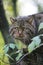 CHAT SAUVAGE D`EUROPE felis silvestris