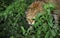 CHAT SAUVAGE D`EUROPE felis silvestris