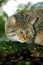 CHAT SAUVAGE D`EUROPE felis silvestris