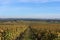 Chateau d`Yquem Wineyards