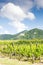 Chateau de Saint-Ulrich near Ribeauville with vineyard, Alsace