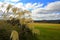 Chateau Tongariro grounds, Ruapehu, New Zealand