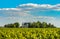 Chateau and vineyard in Margaux, Bordeaux, France