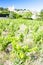 Chateauneuf-du-Pape with vineyard, Provence, France