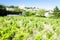 Chateauneuf-du-Pape with vineyard, Provence, France