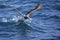 Chatham albatross taking off from water