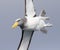 Chatham Albatross, Thalassarche eremita
